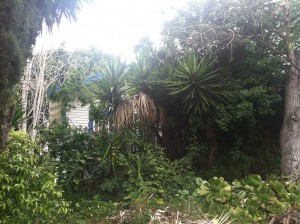 Hoarder Home - Overgrown Vegetation